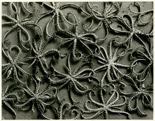 Koelpinia Linearis, 1929